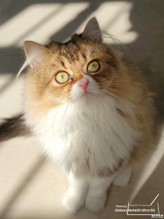 猫的成长历程（一）