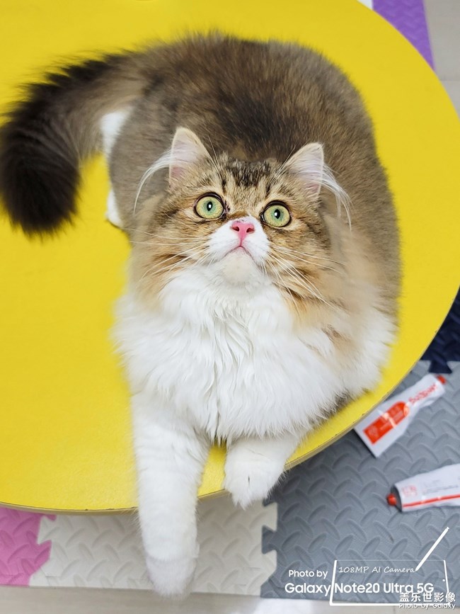 猫的成长历程（一）