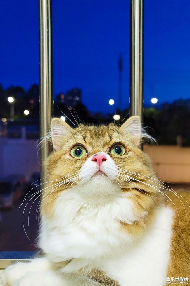 猫的成长历程（一）