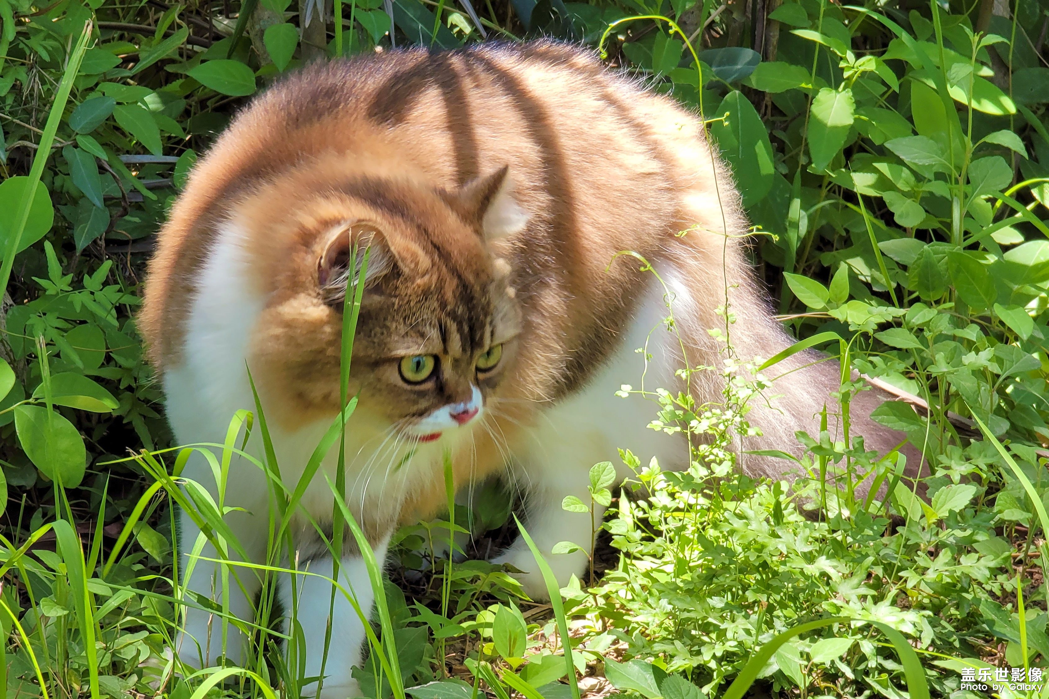 猫的成长历程（一）