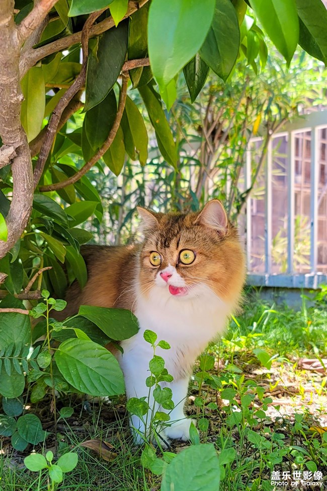 猫的成长历程（一）