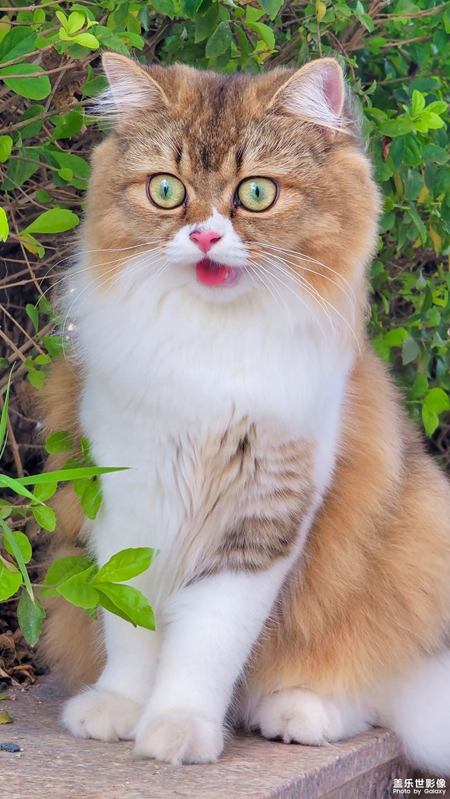 猫的成长历程（一）