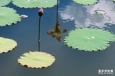 荷