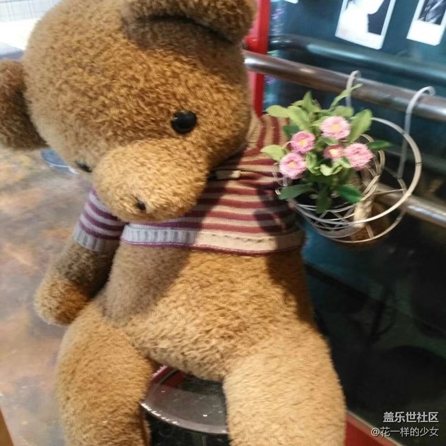 【家中小景】一些可爱的熊熊