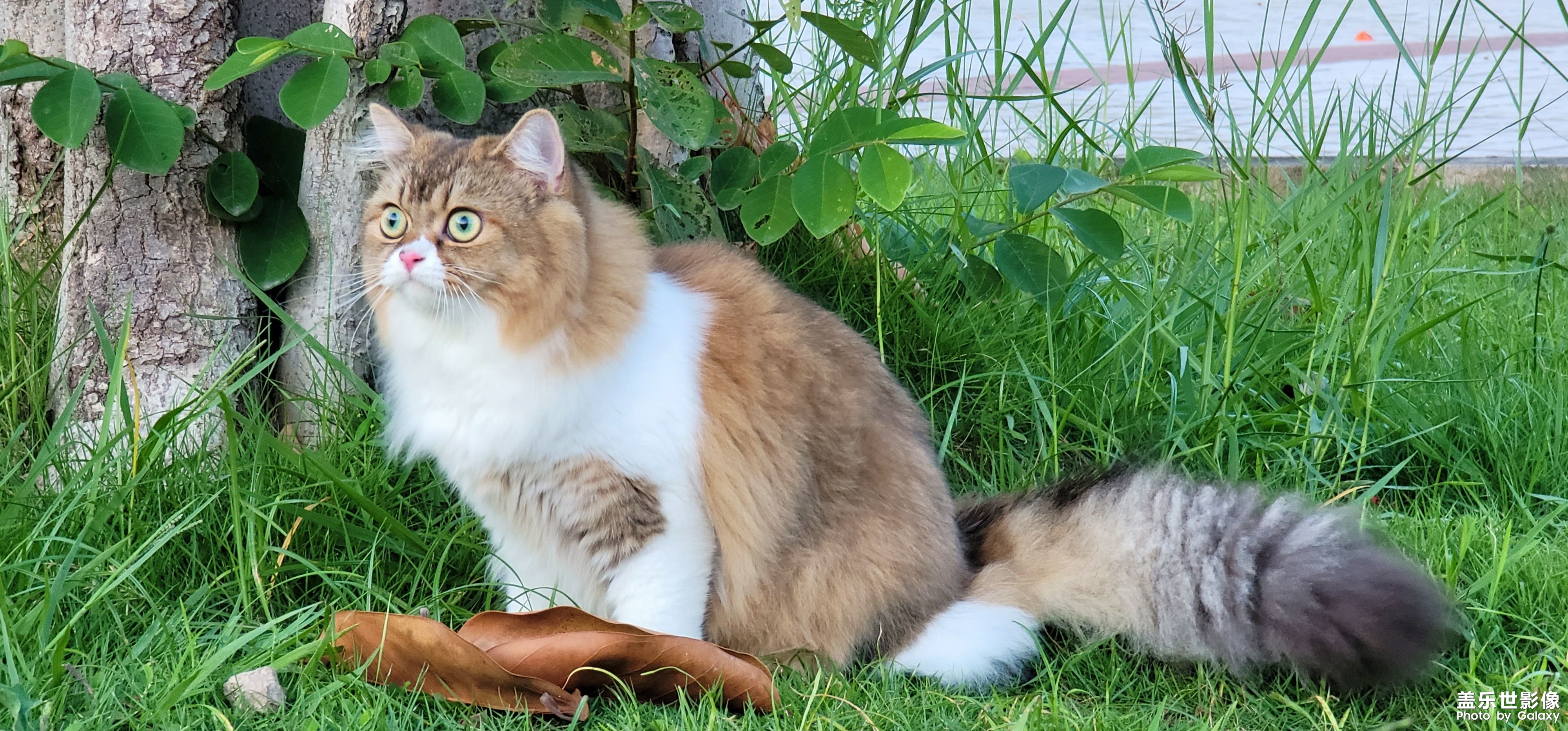 猫的成长历程（二）