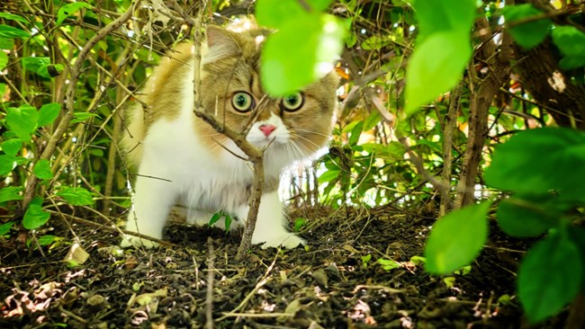 猫的成长历程（二）