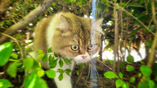 猫的成长历程（二）