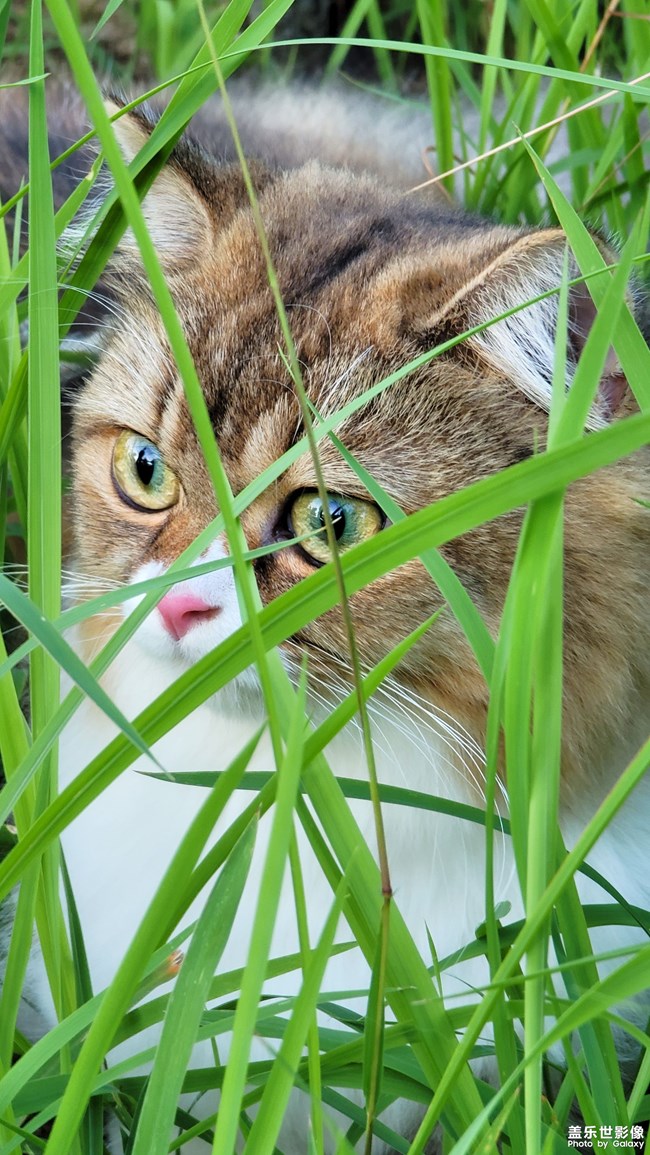 猫的成长历程（二）