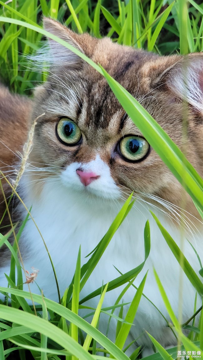 猫的成长历程（二）