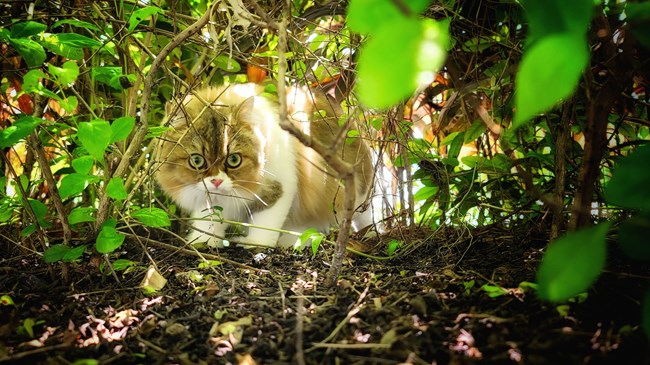 猫的成长历程（二）