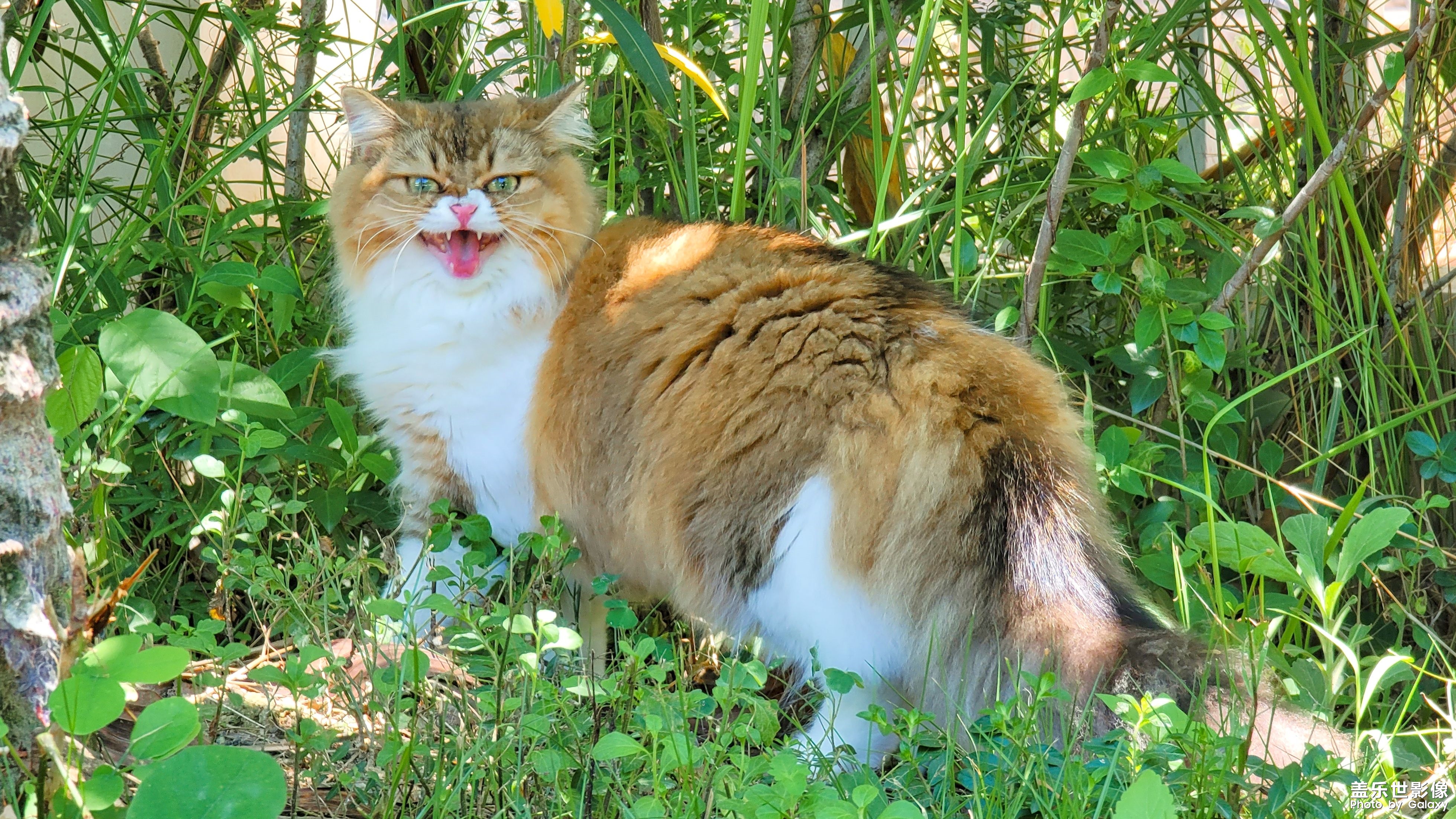 猫的成长历程（二）