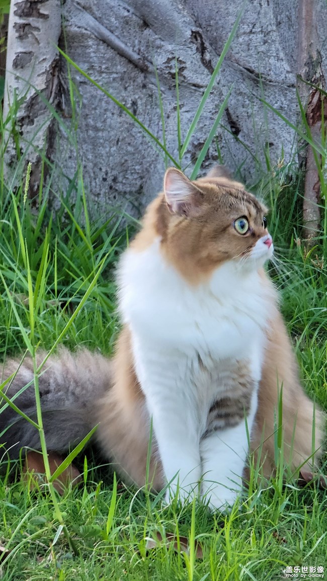 猫的成长历程（二）