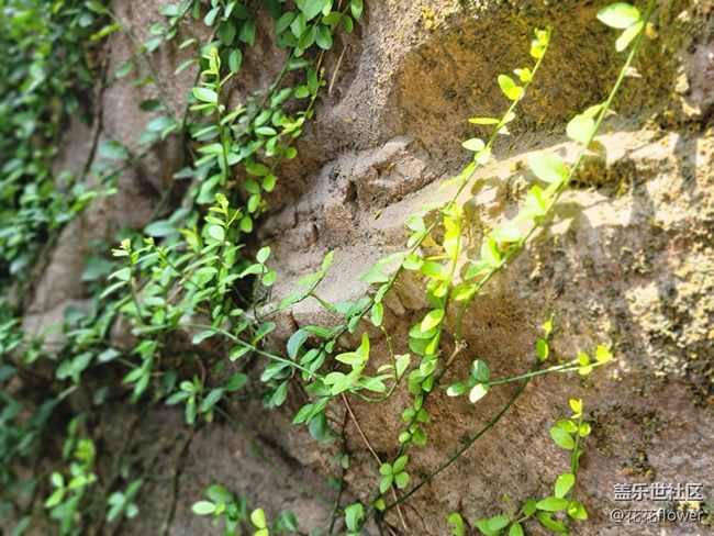 #初秋时节——小草