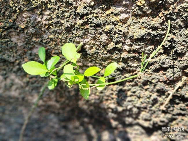 #初秋时节——小草