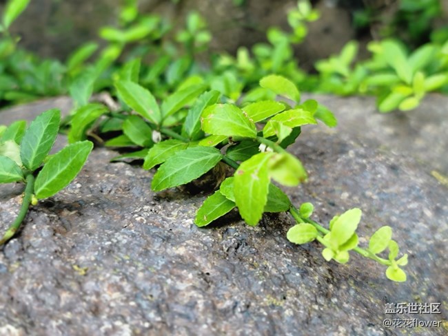 #初秋时节——小草