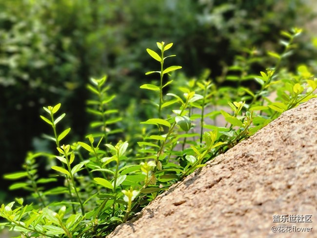 #初秋时节——小草