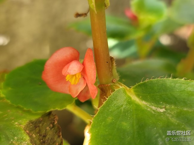 #初秋时节——雨后