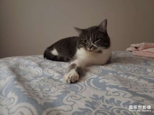 猫咪