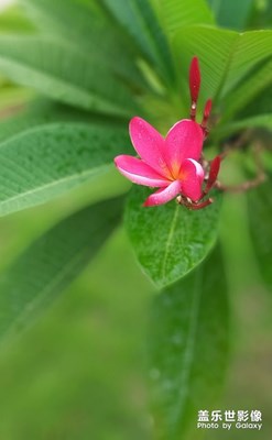 花卉随拍（7）
