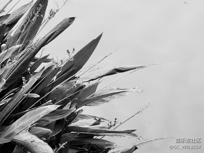 【简单的黑白灰】+小区公园