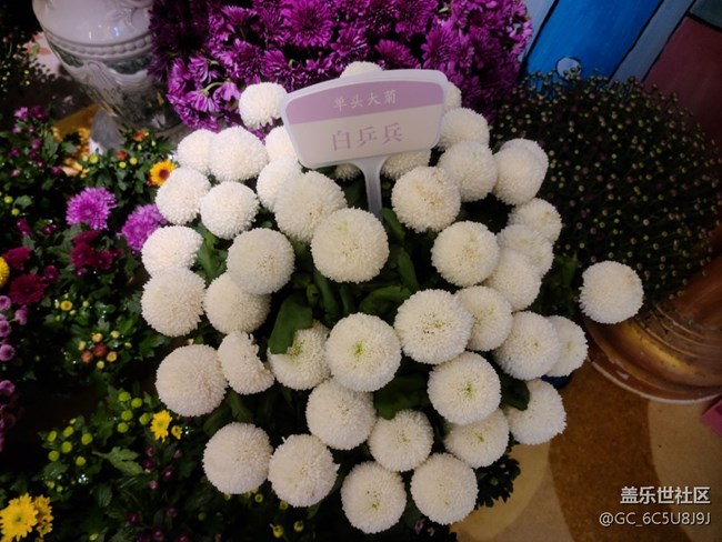 菊花之美