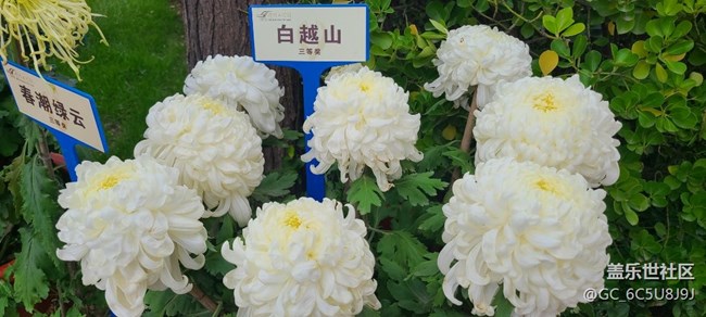 菊花之美