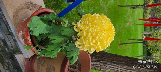 菊花之美