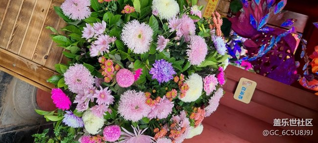 菊花之美
