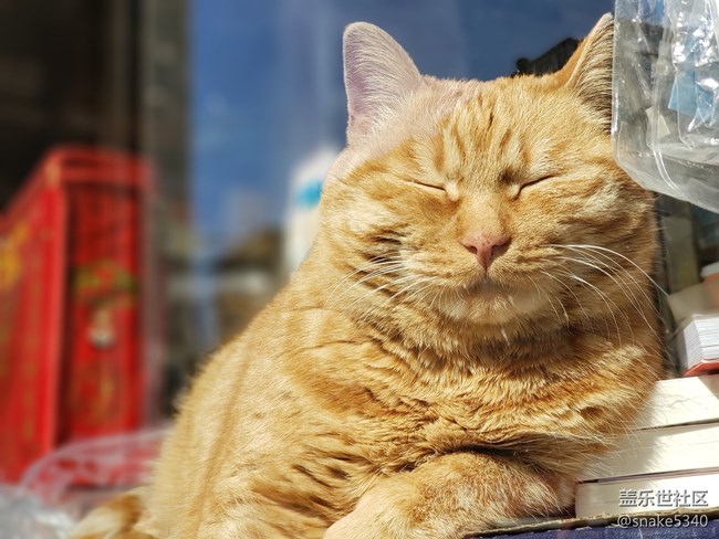 【宠物】+打扰了~午睡的猫