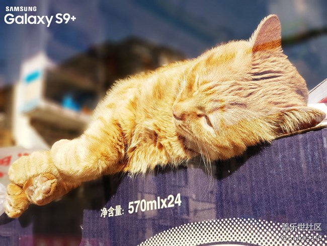 【宠物】+打扰了~午睡的猫