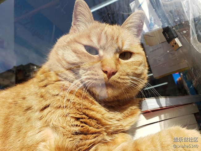 【宠物】+打扰了~午睡的猫