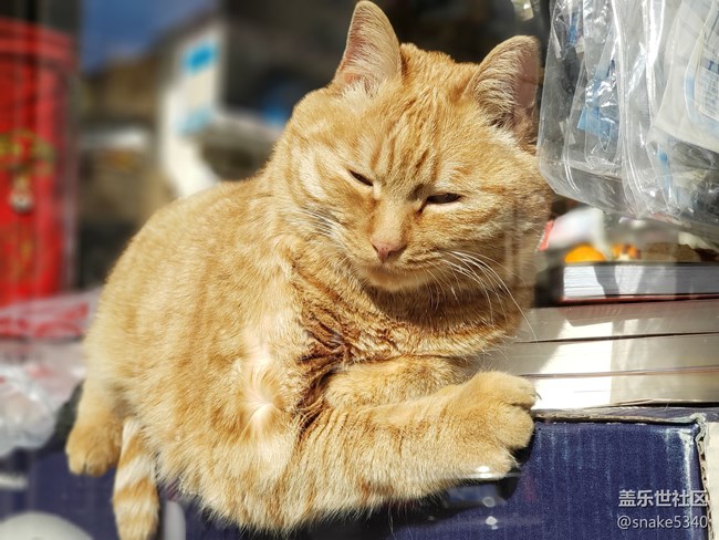 【宠物】+打扰了~午睡的猫