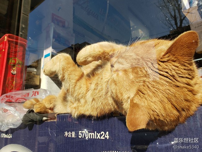 【宠物】+打扰了~午睡的猫