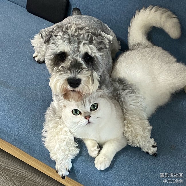 [宠物]+可爱的小猫小狗