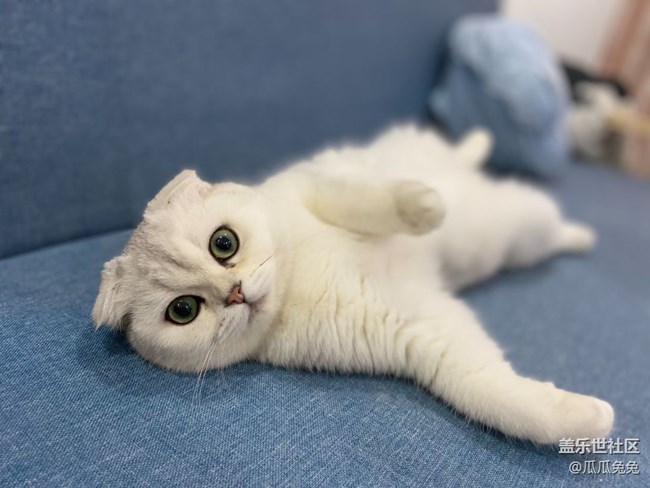 [宠物]+可爱的小猫小狗