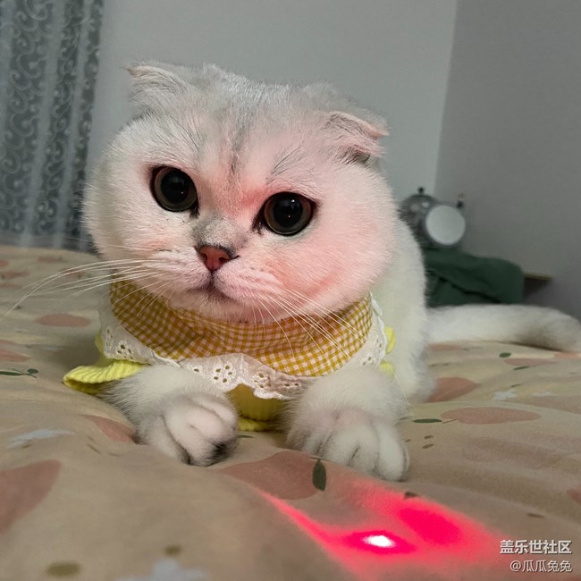[宠物]+可爱的小猫小狗