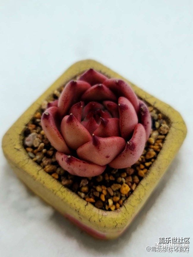 《每周星鲜事》 第87期: