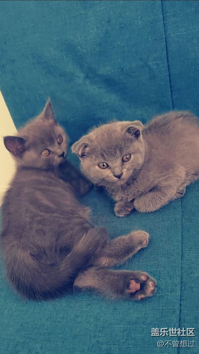【宠物】猫猫