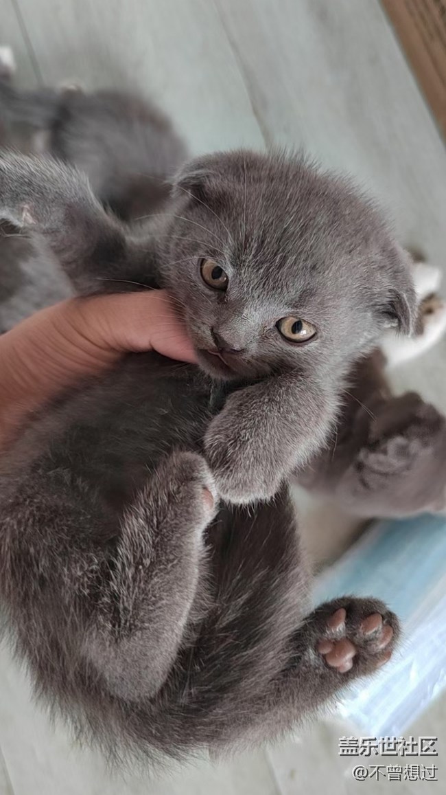 【宠物】猫猫