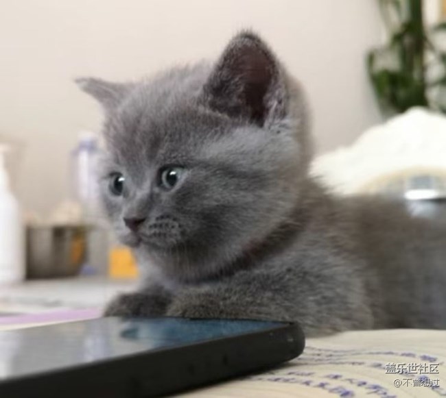 【宠物】猫猫