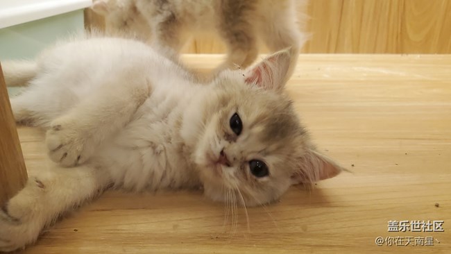 【宠物】+可爱的小猫咪