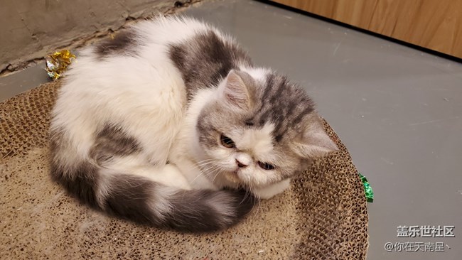 【宠物】+可爱的小猫咪