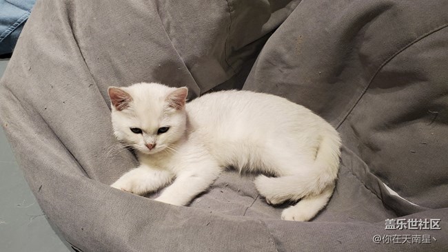 【宠物】+可爱的小猫咪