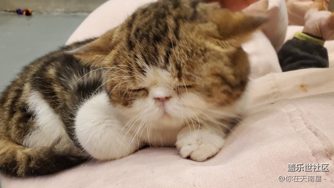 【宠物】+可爱的小猫咪