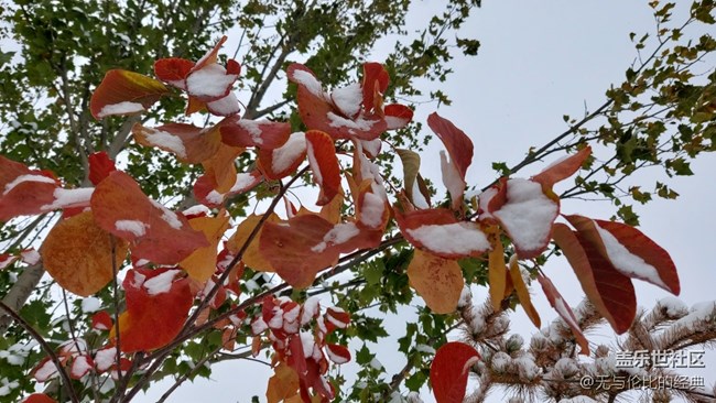 #爱在深秋——秋天的雪是什么样子
