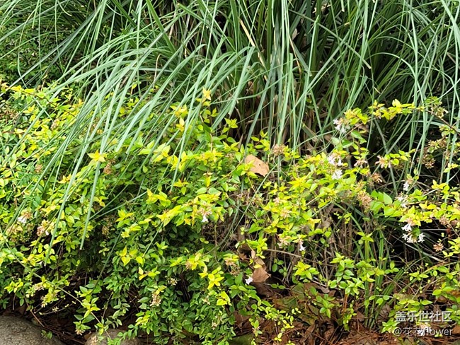 #爱在深秋——略冷清