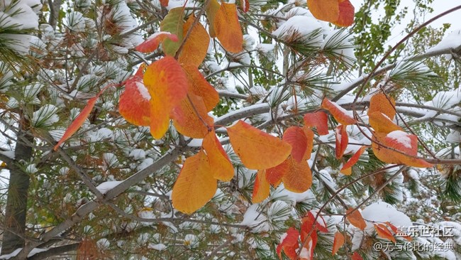 #爱在深秋——秋天的雪是什么样子