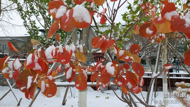 #爱在深秋——秋天的雪是什么样子