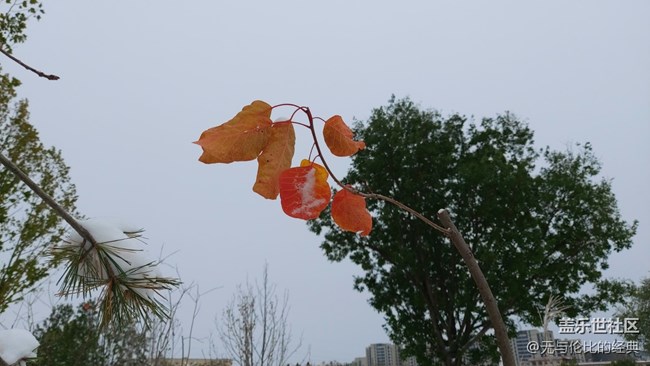 #爱在深秋——秋天的雪是什么样子