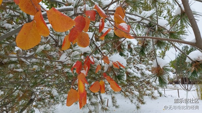 #爱在深秋——秋天的雪是什么样子